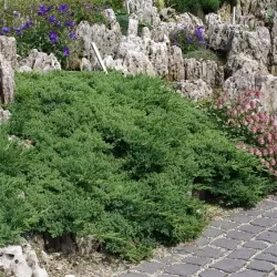 Žvynuotasis kadagys 'Blue Carpet' - Juniperus squamata
