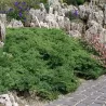 Gulsčiasis kadagys - Juniperus procumbens NANA