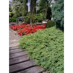 Gulsčiasis kadagys - Juniperus procumbens NANA
