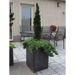 Žvynuotasis kadagys 'Blue Carpet' - Juniperus squamata