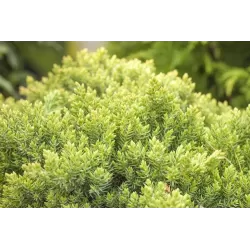 Gulsčiasis kadagys - Juniperus procumbens NANA