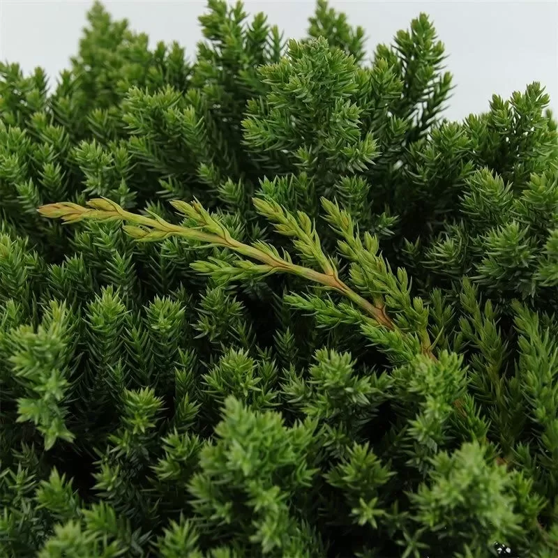 Gulsčiasis kadagys - Juniperus procumbens NANA