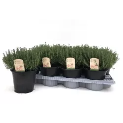 Daugiametės gėlės internetu su pristatymu į namus