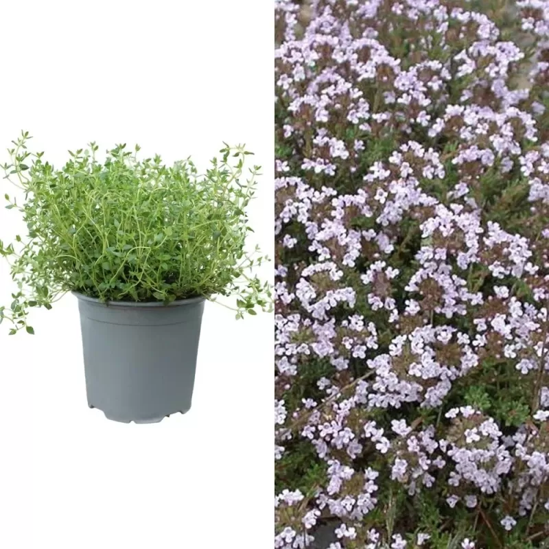 Thymus vulgaris FAUSTINI