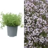 Thymus vulgaris FAUSTINI