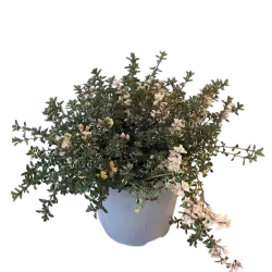 Daugiametės gėlės internetu su pristatymu į namus