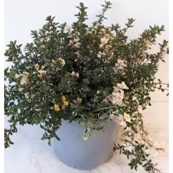 Daugiametės gėlės internetu su pristatymu į namus