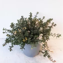 Daugiametės gėlės internetu su pristatymu į namus