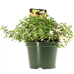 Daugiametės gėlės internetu su pristatymu į namus