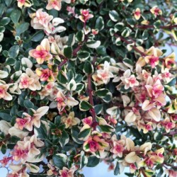 Daugiametės gėlės internetu su pristatymu į namus