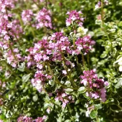 Daugiametės gėlės internetu su pristatymu į namus