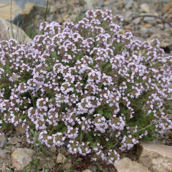 Vaistinis čiobrelis - Thymus vulgaris