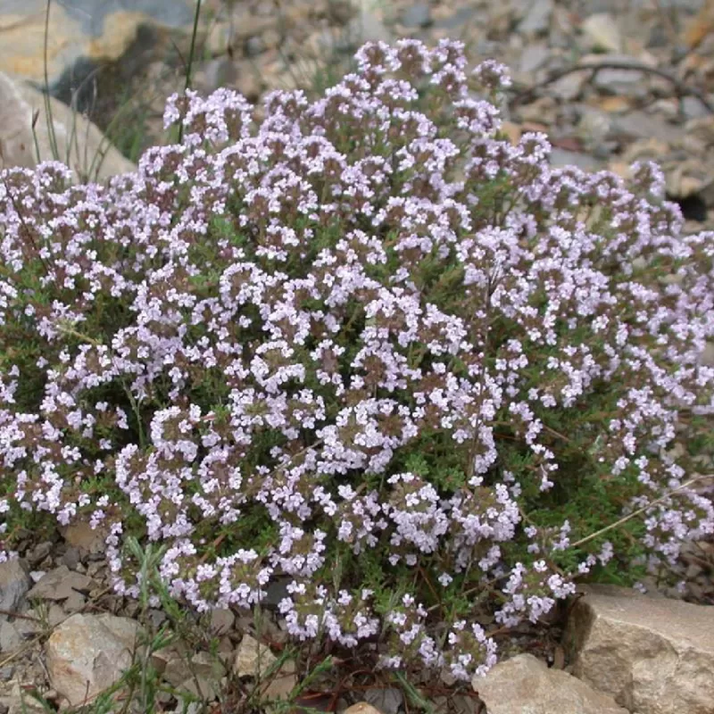Paprastasis čiobrelis - Thymus vulgaris