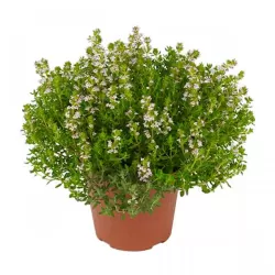 Paprastasis čiobrelis - Thymus vulgaris