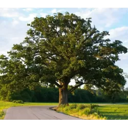 Stambiavaisis ąžuolas - Quercus macrocarpa