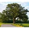 Stambiavaisis ąžuolas - Quercus macrocarpa