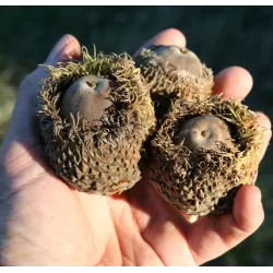 Stambiavaisis ąžuolas - Quercus macrocarpa