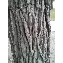 Stambiavaisis ąžuolas - Quercus macrocarpa