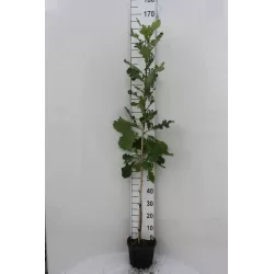 Stambiavaisis ąžuolas - Quercus macrocarpa