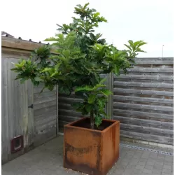 Dantytalapis (Japonijos imperatoriaus) ąžuolas - Quercus dentata CARL FERRIS MILLER