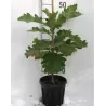 Dantytalapis (Japonijos imperatoriaus) ąžuolas - Quercus dentata CARL FERRIS MILLER