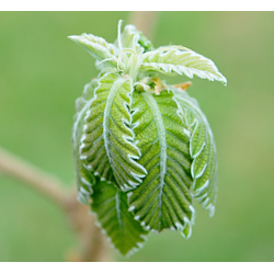 Quercus dentata CARL FERRIS MILLER
