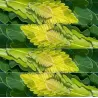Dantytalapis (Japonijos imperatoriaus) ąžuolas - Quercus dentata CARL FERRIS MILLER