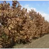Quercus dentata CARL FERRIS MILLER