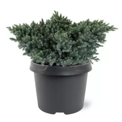 Žvynuotasis kadagys (formuotas) - Juniperus squamata Blue Star