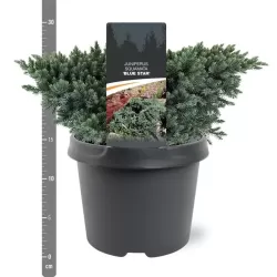 Žvynuotasis kadagys (formuotas) - Juniperus squamata Blue Star