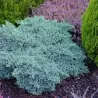 Žvynuotasis kadagys (formuotas) - Juniperus squamata Blue Star