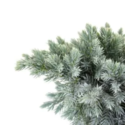 Žvynuotasis kadagys (formuotas) - Juniperus squamata Blue Star