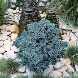 Žvynuotasis kadagys - Juniperus squamata BLUE STAR