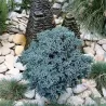 Žvynuotasis kadagys (formuotas) - Juniperus squamata Blue Star