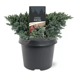 Žvynuotasis kadagys (formuotas) - Juniperus squamata Blue Star