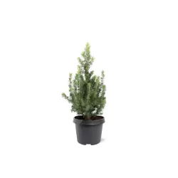 Baltoji (kanadinė) eglė - Picea glauca Daisy's White