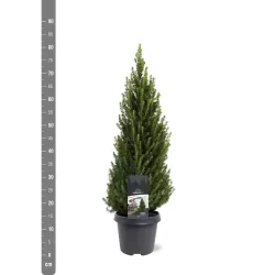 Baltoji (kanadinė) eglė PERFECTA - Picea glauca PERFECTA 10Ø 35cm