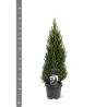 Baltoji eglė - Picea glauca PERFECTA