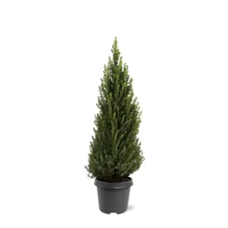 Baltoji eglė - Picea glauca PERFECTA