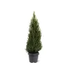 Baltoji (kanadinė) eglė PERFECTA - Picea glauca PERFECTA 10Ø 35cm