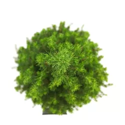 Baltoji (kanadinė) eglė PERFECTA - Picea glauca PERFECTA 10Ø 35cm