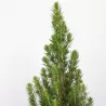 Baltoji eglė - Picea glauca PERFECTA