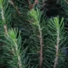 Baltoji (kanadinė) eglė PERFECTA - Picea glauca PERFECTA 10Ø 35cm