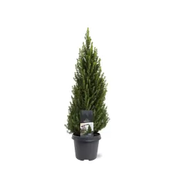 Baltoji eglė - Picea glauca PERFECTA