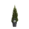 Baltoji (kanadinė) eglė PERFECTA - Picea glauca PERFECTA 10Ø 35cm