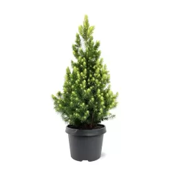 Baltoji (kanadinė) eglė PERFECTA - Picea glauca PERFECTA 10Ø 35cm
