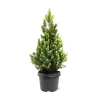 Baltoji (kanadinė) eglė PERFECTA - Picea glauca PERFECTA 10Ø 35cm