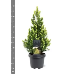 Baltoji (kanadinė) eglė PERFECTA - Picea glauca PERFECTA 10Ø 35cm