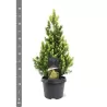 Baltoji eglė - Picea glauca RAINBOWS END