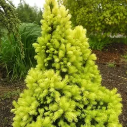 Baltoji (kanadinė) eglė PERFECTA - Picea glauca PERFECTA 10Ø 35cm